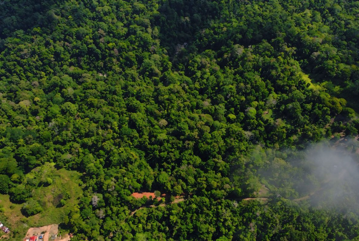 JUNGLE DREAMS FARM: WHERE NATURE MEETS SERENITY – 20 ACRES